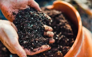 Schimmel in der blumenerde? : Das vergessene detail, das viele erst bemerken, wenn es zu spät ist