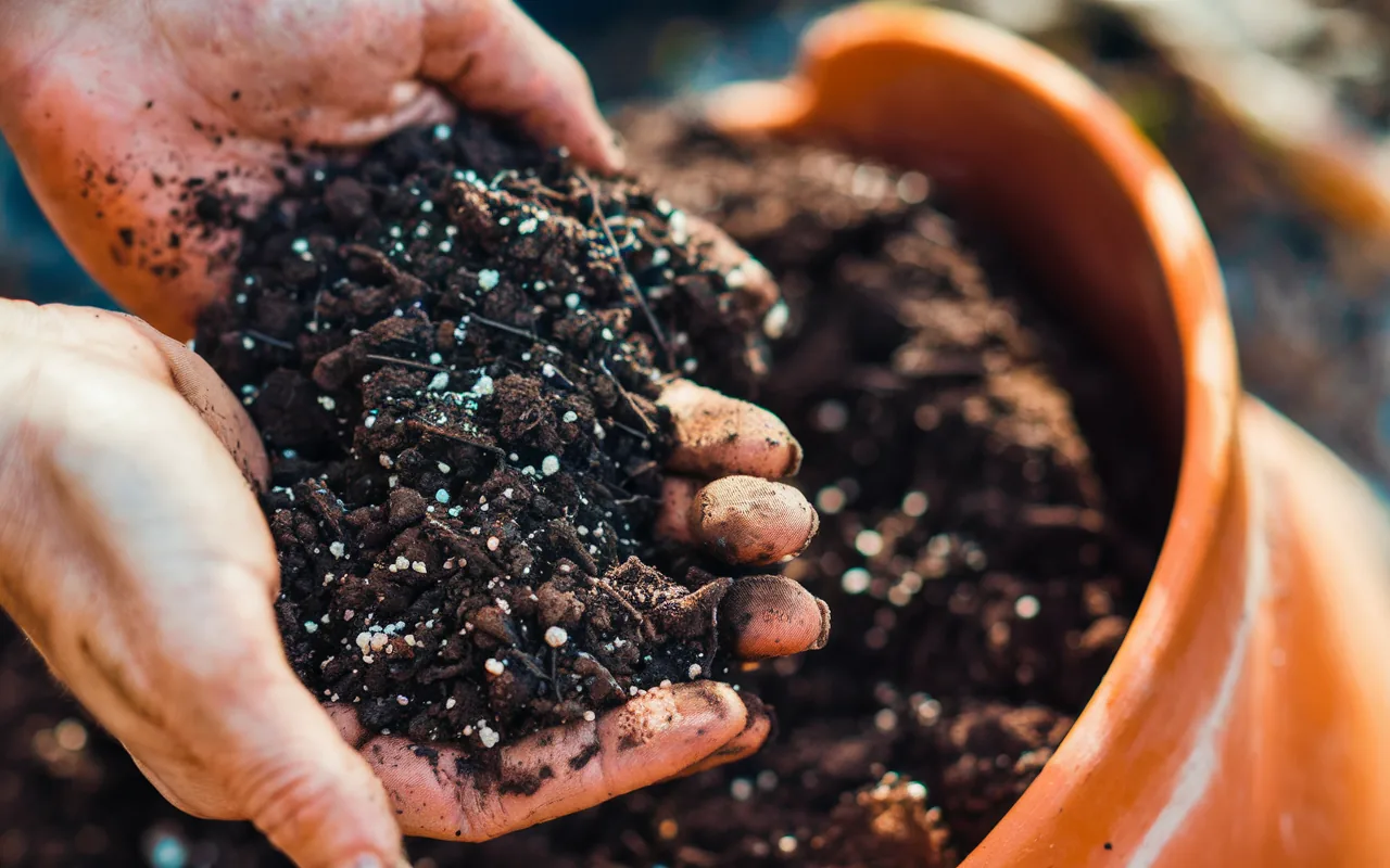 Schimmel in der blumenerde? : Das vergessene detail, das viele erst bemerken, wenn es zu spät ist