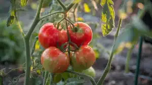 Tomaten aus dem eigenen Garten: das übersehene Detail, das ihren Geschmack heimlich verändert